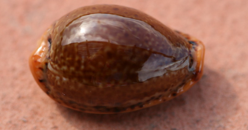 Erosaria spurca da Pantelleria